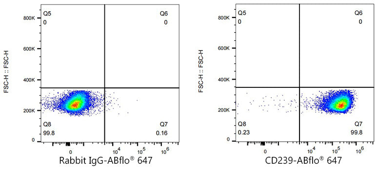 CD239/BCAM Rabbit mAb
