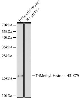 TriMethyl-Histone H3-K79 Rabbit pAb