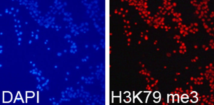 TriMethyl-Histone H3-K79 Rabbit pAb