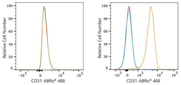 ABflo® 488 Rabbit anti-Mouse/Rat CD31/PECAM1 mAb