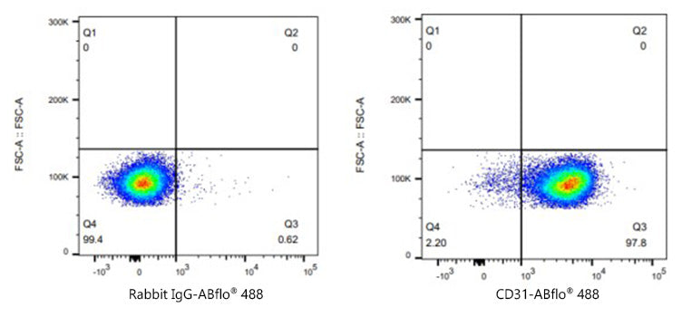 ABflo® 488 Rabbit anti-Mouse/Rat CD31/PECAM1 mAb