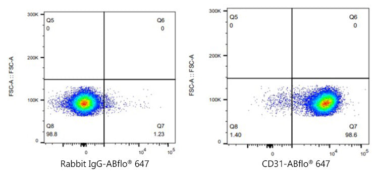ABflo® 647 Rabbit anti-Mouse/Rat CD31/PECAM1 mAb