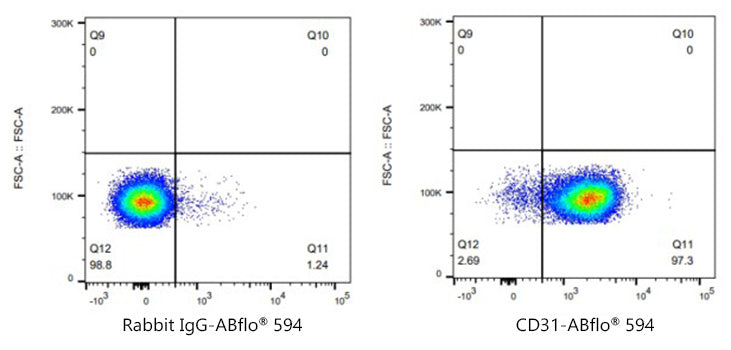 ABflo® 594 Rabbit anti-Mouse/Rat CD31/PECAM1 mAb