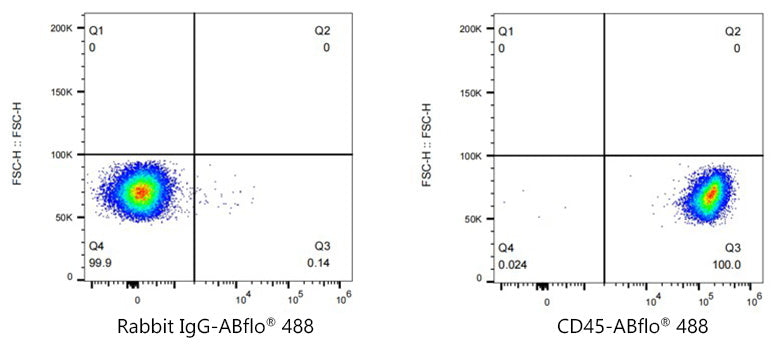 ABflo® 488 Rabbit anti-Mouse CD45 mAb