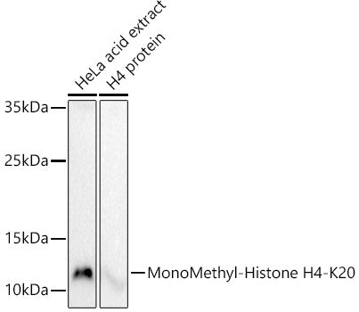 MonoMethyl-Histone H4-K20 Rabbit pAb