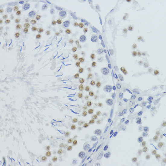 MonoMethyl-Histone H4-K20 Rabbit pAb