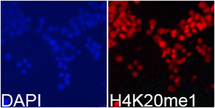 MonoMethyl-Histone H4-K20 Rabbit pAb