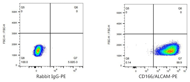 PE Rabbit anti-Human CD166/ALCAM mAb