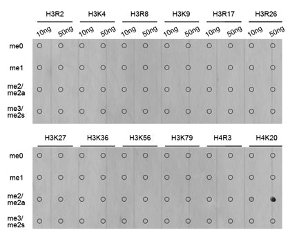 DiMethyl-Histone H4-K20 Rabbit pAb