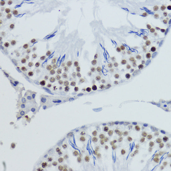 DiMethyl-Histone H4-K20 Rabbit pAb
