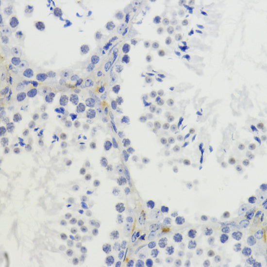 DiMethyl-Histone H4-K20 Rabbit pAb