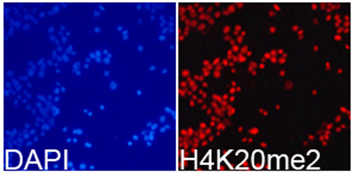 DiMethyl-Histone H4-K20 Rabbit pAb