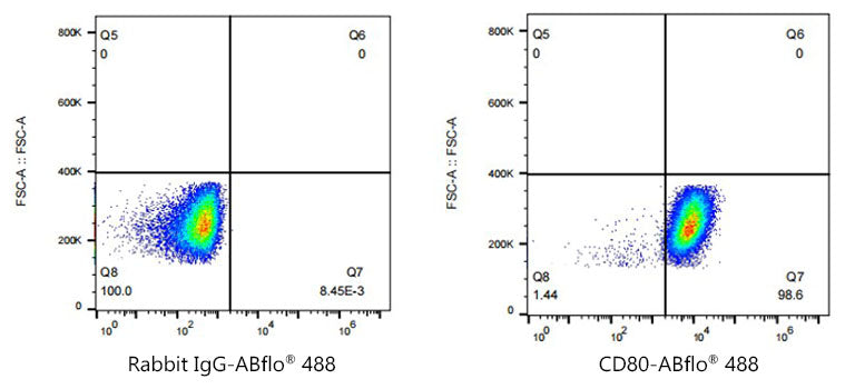 ABflo® 488 Rabbit anti-Human CD80/B7-1 mAb