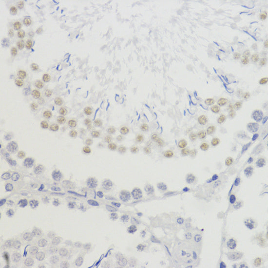 TriMethyl-Histone H4-K20 Rabbit pAb