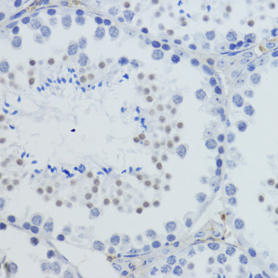 TriMethyl-Histone H4-K20 Rabbit pAb