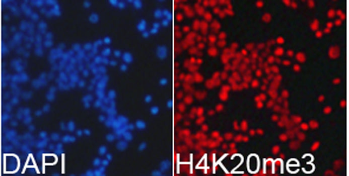TriMethyl-Histone H4-K20 Rabbit pAb