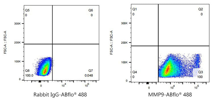 ABflo® 488 Rabbit anti-Human MMP9 mAb