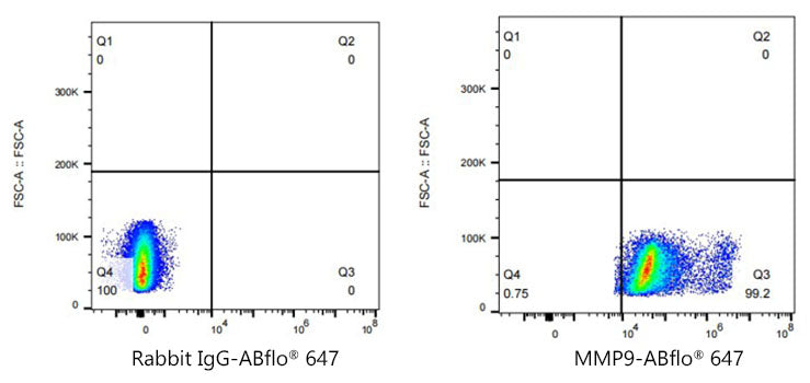 ABflo® 647 Rabbit anti-Human MMP9 mAb