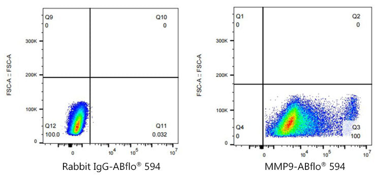 ABflo® 594 Rabbit anti-Human MMP9 mAb