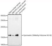 Symmetric DiMethyl-Histone H3-R2 Rabbit pAb