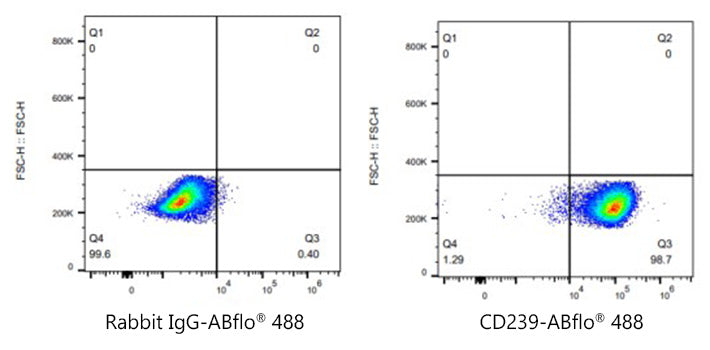 ABflo® 488 Rabbit anti-Human CD239/BCAM mAb