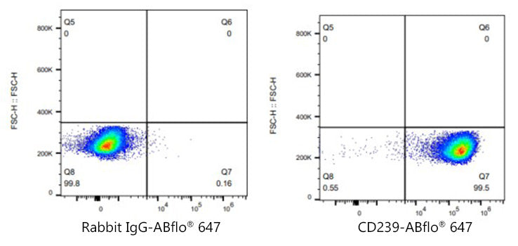 ABflo® 647 Rabbit anti-Human CD239/BCAM mAb
