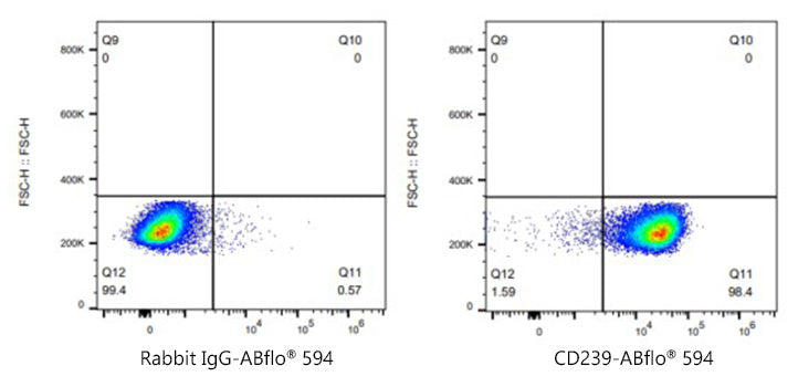 ABflo® 594 Rabbit anti-Human CD239/BCAM mAb