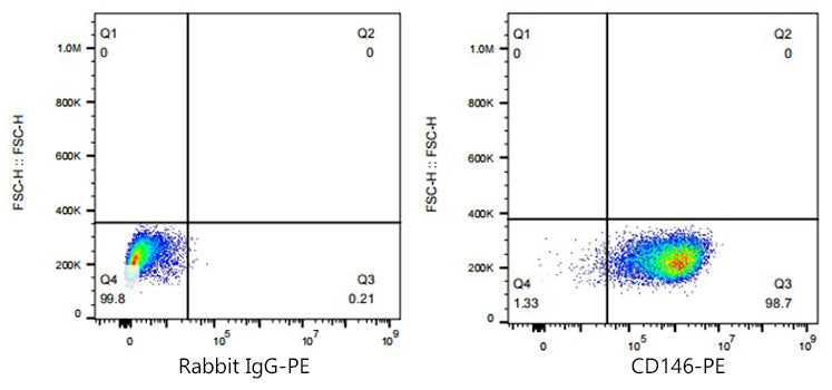 PE Rabbit anti-Human CD146 mAb