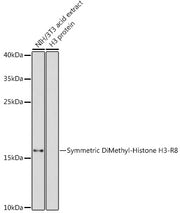 Symmetric DiMethyl-Histone H3-R8 Rabbit pAb