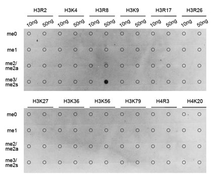 Symmetric DiMethyl-Histone H3-R8 Rabbit pAb