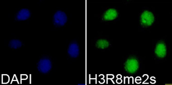 Symmetric DiMethyl-Histone H3-R8 Rabbit pAb
