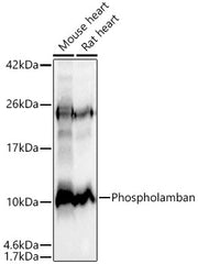 Phospholamban Rabbit mAb