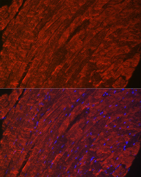 Phospholamban Rabbit mAb