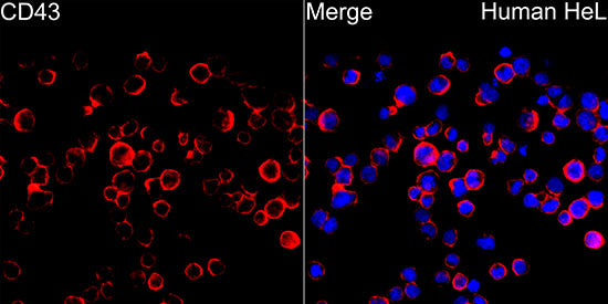 CD43 Rabbit mAb