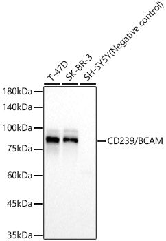 CD239/BCAM Rabbit mAb