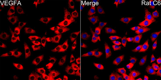 VEGF Rabbit mAb