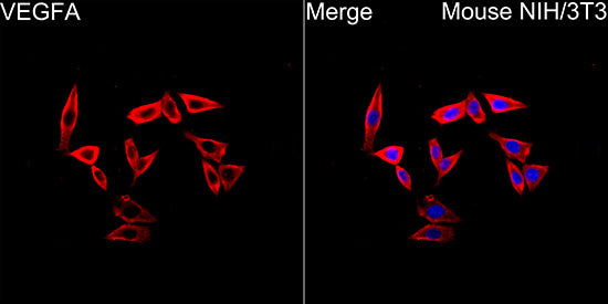 VEGF Rabbit mAb