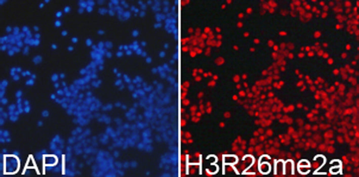 Asymmetric DiMethyl-Histone H3-R26 Rabbit pAb
