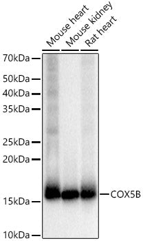 COX5B Rabbit mAb