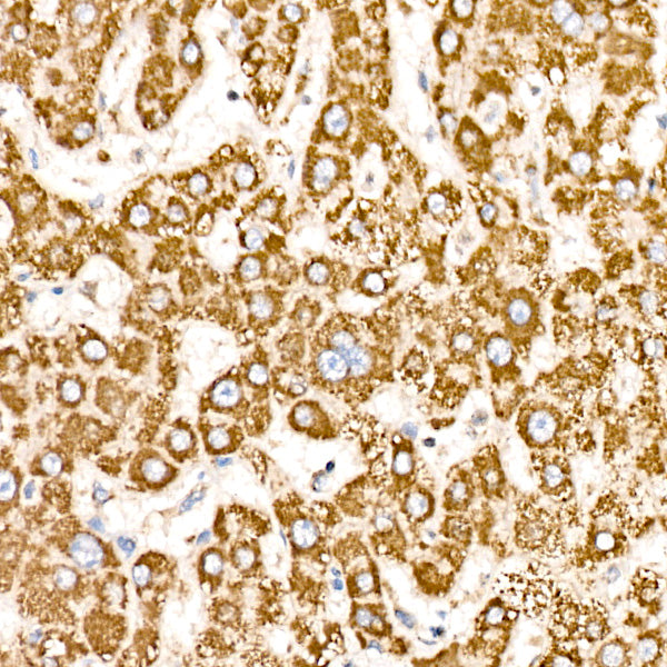 COX5B Rabbit mAb