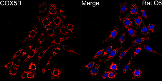 COX5B Rabbit mAb