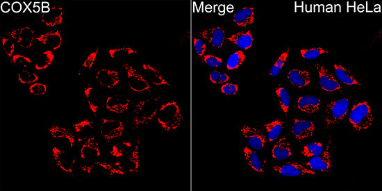 COX5B Rabbit mAb