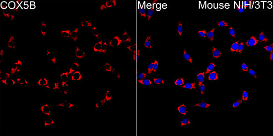 COX5B Rabbit mAb