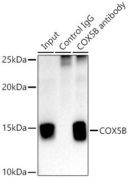 COX5B Rabbit mAb