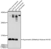 Asymmetric DiMethyl-Histone H4-R3 Rabbit pAb