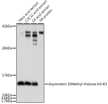 Asymmetric DiMethyl-Histone H4-R3 Rabbit pAb