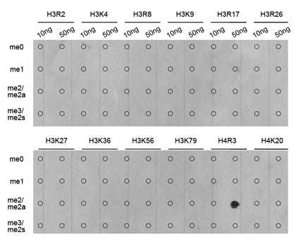 Asymmetric DiMethyl-Histone H4-R3 Rabbit pAb