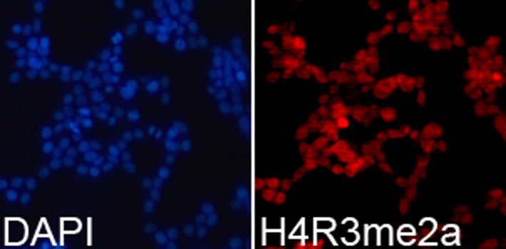 Asymmetric DiMethyl-Histone H4-R3 Rabbit pAb