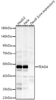 TEAD4 Rabbit mAb