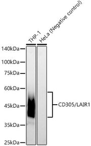 CD305/LAIR1 Rabbit mAb